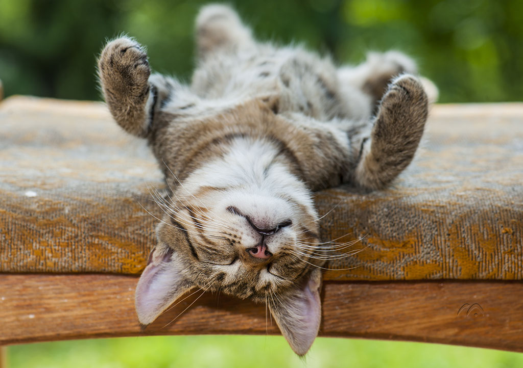 Релаксирующий кот