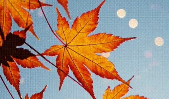 Еле держатся... но - еще держатся...