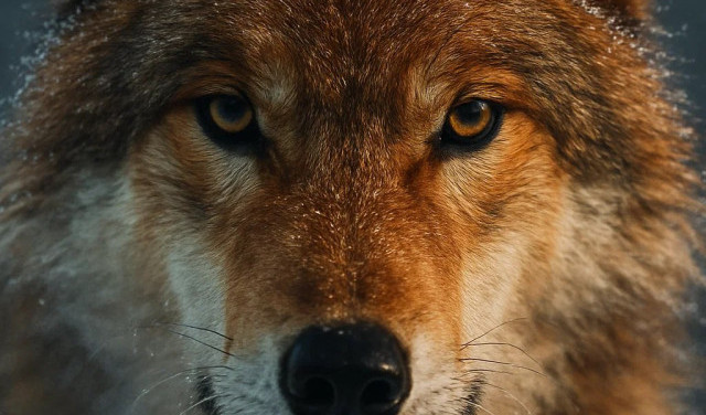 А можно совместить хитрость и силу?