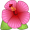 Hibiscus-Flower